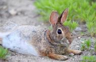 全球精选：哈尔滨大白兔入围世界顶尖肉兔品种