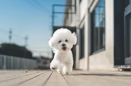 挑选优质比熊犬的秘诀