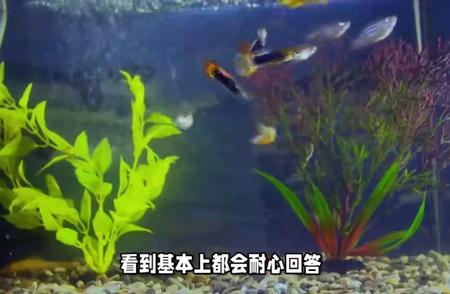 家庭鱼缸护理：四种调料的神奇功效探究