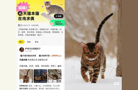 闲鱼平台惊现宠物版“豪门相亲会”，吸引成千上万网友围观