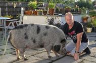 英国一对夫妇的“迷你”宠物猪5年长到350斤