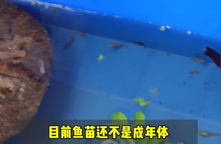 泰国斗鱼繁殖指南：两个月大鱼苗频繁死亡的解决策略