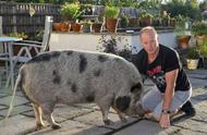 英国夫妇的“迷你”宠物猪5年后重达350斤