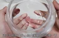 揭秘玻璃猫鱼：全身透明，如何进食？