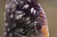 高清欣赏：七彩神仙鱼，热带鱼中的魅力之选