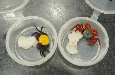 女子携带90只吸血鬼蟹入境被查：守护生物多样性从点滴做起