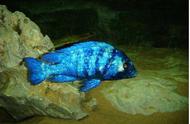 探索神秘热带鱼世界：蓝宝石鱼的魅力
