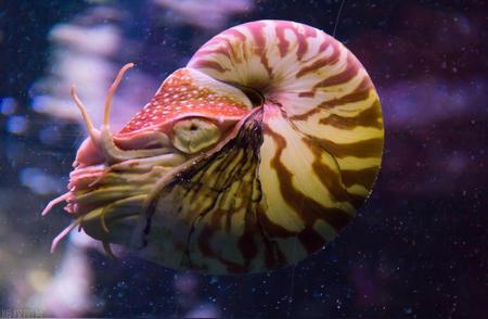 探索五种珍贵海螺的奥秘