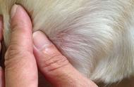 专业兽医分享：狗狗皮肤病真菌局部感染的有效治疗方法