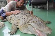 揭秘！印尼男子与巨型鳄鱼和谐共处的秘密