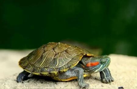 揭秘乌龟的多样种类与特征