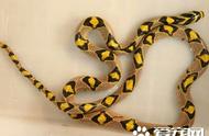 探索家庭宠物蛇：好养的宠物蛇推荐