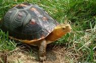 揭秘黄缘闭壳龟的饲养秘籍，让你成为养龟达人！