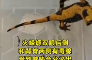 北京海关发现活体火蝾螈和壁蜥，竟有毒性，令人震惊！