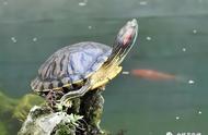 探索巴西龟的奇妙世界：生活习性、饲养技巧一网打尽