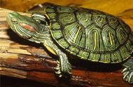 揭秘巴西龟饲养技巧：从新手到专家！