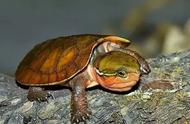 揭秘中国特有的珍贵龟类：国龟种类知多少？