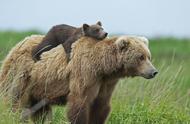 饲养棕熊当宠物的独特体验：这对夫妻与大自然的奇妙联系