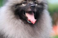 荷兰毛狮犬：开朗、友善与卓越记忆力的完美结合