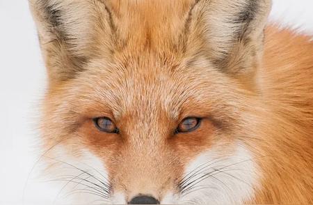 探索狐狸作为宠物的可能性与争议