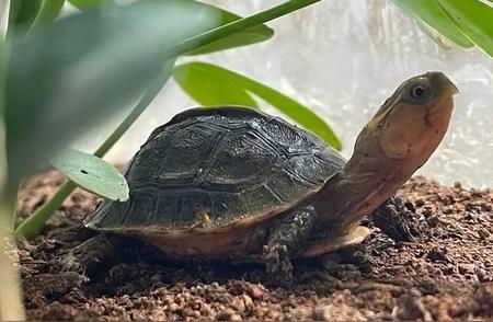 黄缘闭壳龟：散养还是土养？哪种方式更适合？