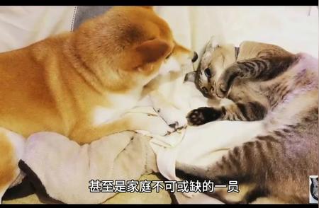 揭秘真相：猫咪，宠物还是孩子般的存在？