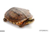 养龟必备：不同乌龟冬眠温度全解析