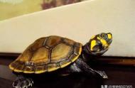 探索黄头侧颈龟：从习性到饲养全指南