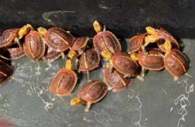 黄缘龟市场探索：顺德三洲市场的独特魅力