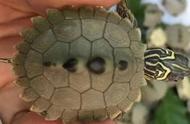 探索神秘世界：地图龟的独特魅力
