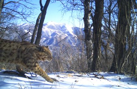 探索自然：给豹猫戴上卫星定位颈圈后的神奇发现