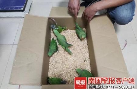 揭秘桂林男子售卖鹦鹉事件：法律红线不可触碰