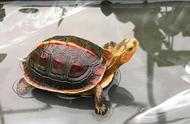 黄缘闭壳龟养殖场龟苗饲养密度解析：专业指导与最佳实践