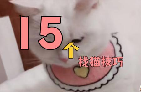 揭秘「宠物寻找」找猫团队：15大技巧助你找回失踪的爱宠