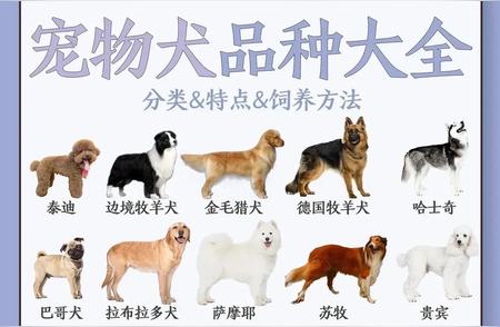 探索多样宠物狗品种：选择与了解你的最佳伙伴