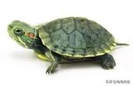 初学者指南：巴西龟的饲养与护理