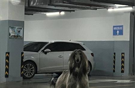 惊险！杭州女子小区车库遭遇巨型阿富汗猎犬