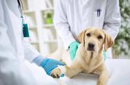 狗狗生病了，如何挑选合适的宠物医院？