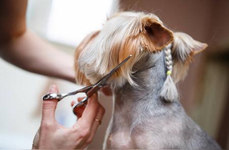 揭秘宠物美容师证书：颁发单位、考试难度与等级划分