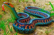 探索自然界之美：全世界最漂亮的十种蛇