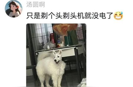 铲屎官的魅力：才华与乐趣并存