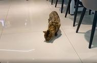 揭秘：名贵豹猫为何出现在学校食堂？