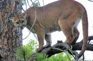 美国：除了美洲狮，还有哪些神秘野生猫科动物？