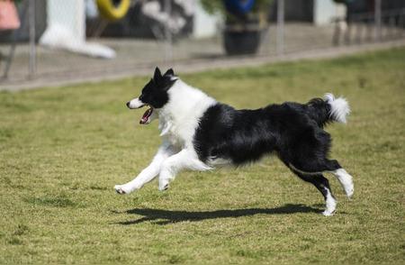 深度解析：为何边牧犬并非适合每个家庭？