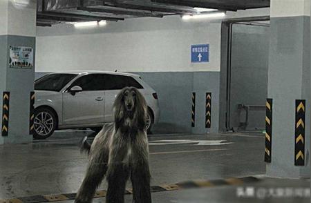 杭州车库惊险瞬间：女子遭遇巨型阿富汗猎犬