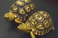 轻松掌握：豹纹陆龟的饲养技巧