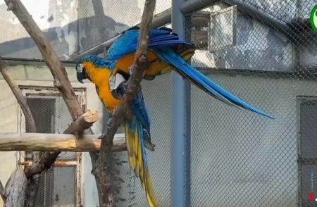 探索蓝黄金刚鹦鹉：身披锦衣的“爱情鸟”