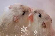 揭秘仓鼠的甜蜜爱情：一种鲜为人知的动物情感