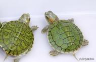 详解草龟与巴西龟：区别何在？