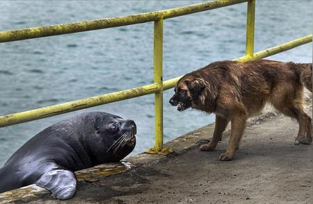 揭秘智利海岸上狗与海狮的争斗之谜